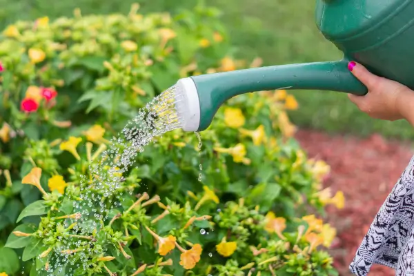 Design sustentável de quintais para economizar água