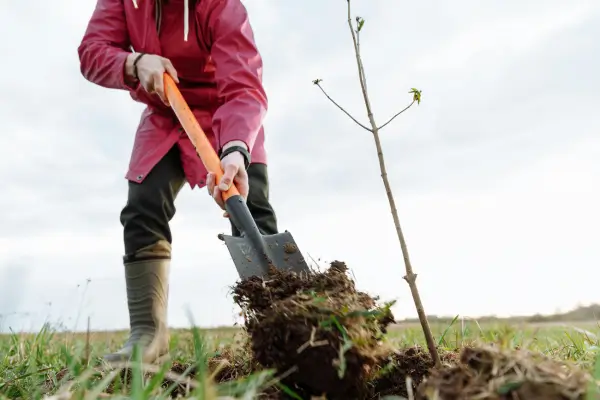 Cultivo Ecológico: Cuidados com o Solo para Paisagismo com Baixo Consumo de Água