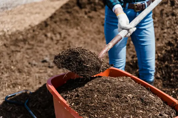 Estratégias ecológicas para melhorar o solo em jardins com espécies da região