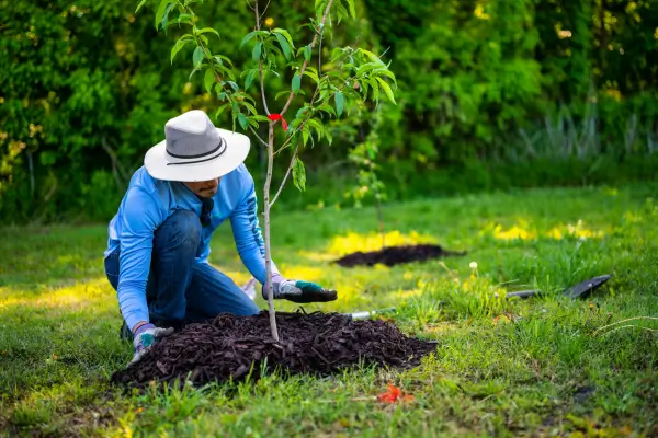 Compostagem: Transformando Resíduos em Fertilidade para Jardins Sustentáveis