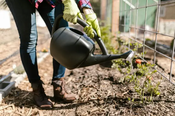 Como economizar água no jardim usando plantas adaptadas ao clima da sua região